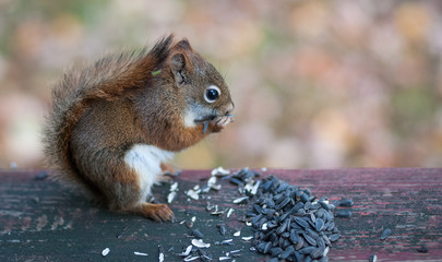 A red squirrel sits down to join us for breakfast.