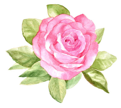 original watercolor hand painted beautiful pink rose on white ba