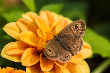 Fototapeta premium Butterfly on flowers