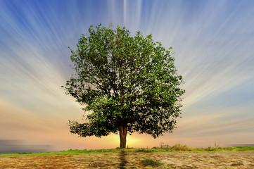 Beautifull green tree in the field