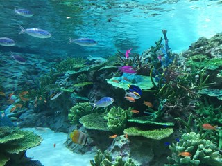 熱帯魚と珊瑚礁2 © miya_usapon
