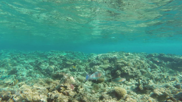 Pan view of fish among corals in the Red Sea - Egypt