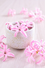 Flowers pink hyacinth