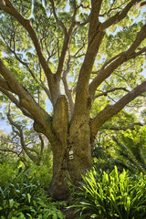 Kirstenbosch National Botanical Garden in Cape Town South Africa