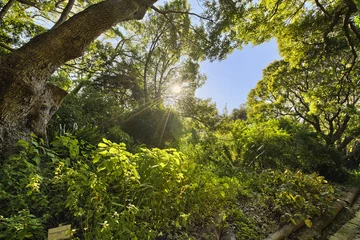 Fotobehang Nationale Botanische Tuin Kirstenbosch in Kaapstad, Zuid-Afrika © softfocusphoto