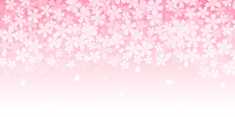 桜　花　背景