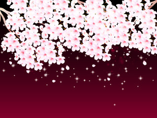 桜　花　背景