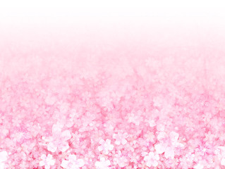 桜　花　背景