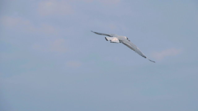 Seagulls flying midair