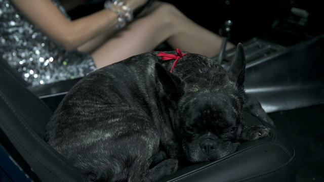 French bulldog rests curled up into a ball in a passengers seat