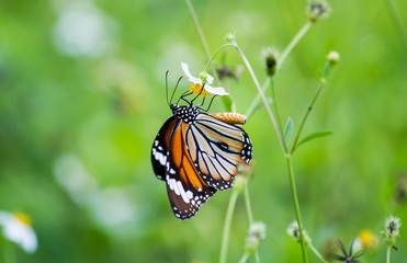 Butterfly life