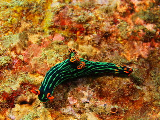 Fototapeta na wymiar True sea slug, Island Bali, Tulamben