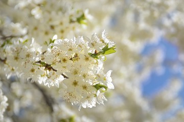 apple tree flowers In the beginning of spring season