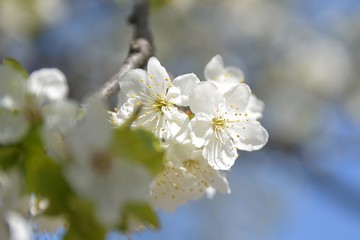 apple tree flowers In the beginning of spring season