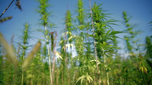 Moving through hemp field on sunny day