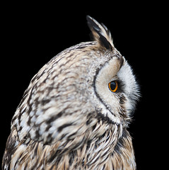 Owl profile picture