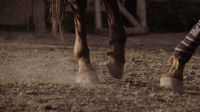 Horse wearing leg bandages
