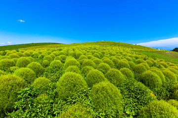Kochia hill (green)