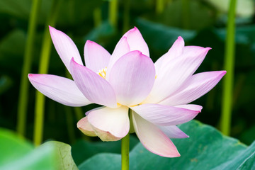 Obraz premium Light pink lotus flower