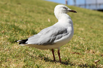 Seagull in Melbourne