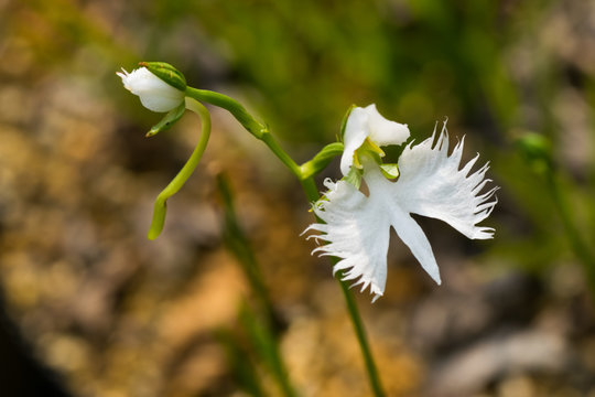 Fringed orchid, Haberaria radiata, Orchidaceae