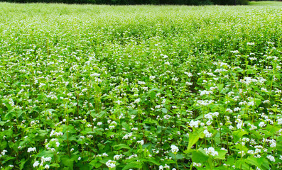 Buckwheat field