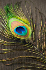 peacock feather