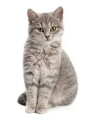 Foto op Plexiglas Grijze kat zittend © Leonid Nyshko