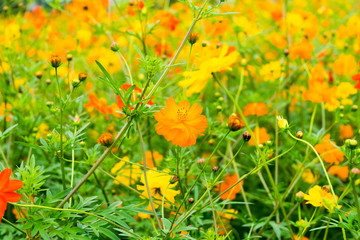 Field of Kibanakosumosu, Cosmos sulphureus