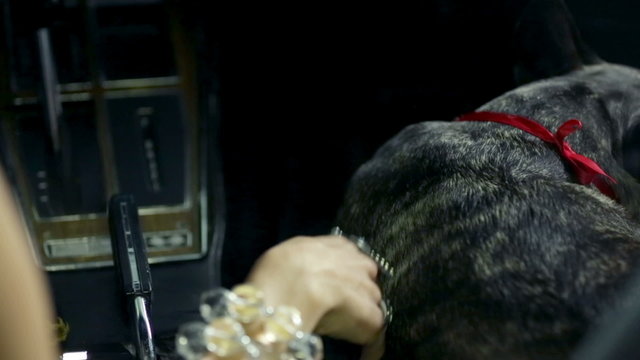 Woman fondling her french bulldog during the driving