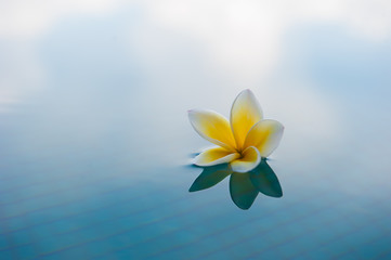 A flower in the swimming pool