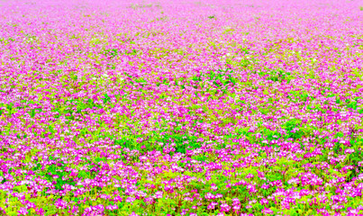 Obraz premium Field of chinese milk vetch, Astragalus sinicus