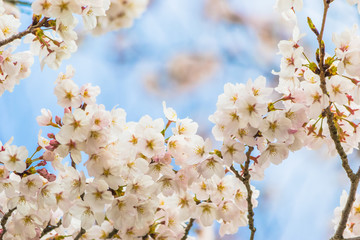 Yoshino cherry blossom in full bloom