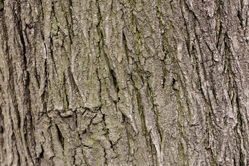 Naklejka premium a brown,grey tree background
