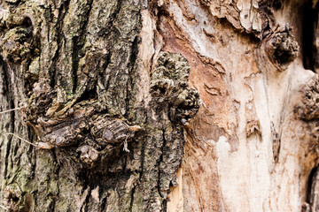 a brown,grey tree background