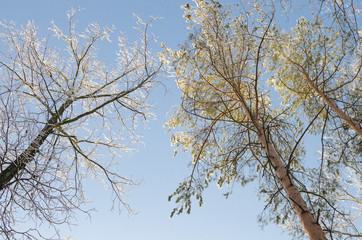 winter snow branches against blue sky