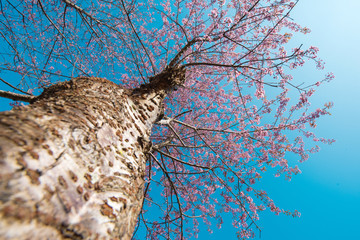 Obraz premium Pink sakura blossoms in Thailand