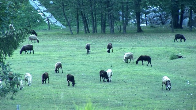 Herd of goads put out to pasture in the dawn