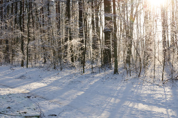 winter forest on sunny day
