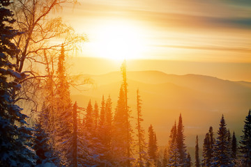 winter forest sunset