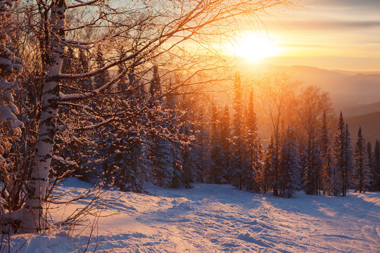 winter forest sunset