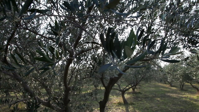 Pan shot of the olive tree
