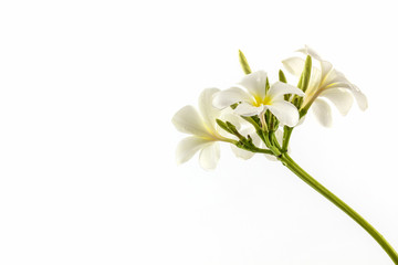 Naklejka na ściany i meble Plumeria or frangipani blossom .