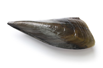 pacific pen shell, atrina pectinata, tairagi