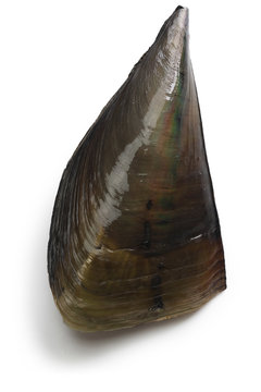 pacific pen shell, atrina pectinata, tairagi