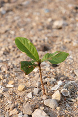 Seedlings.