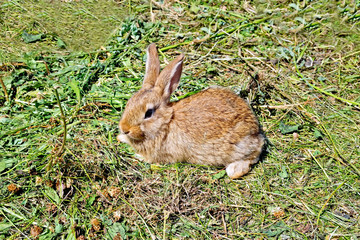 Rabbit brown on the grass