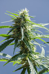 Naklejka premium cannabis plant