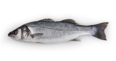 Seabass isolated on white background