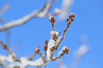 凍りついた桜の蕾